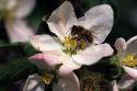 Honey bee on apple blossoms.
