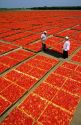 Tomatoes being sun dried in Central Valley, California.