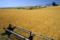 Harvesting wheat in central Idaho.