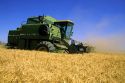 Harvesting wheat in central Idaho.