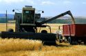 Combine dumps grain into truck during wheat harvest in eastern Idaho.