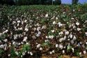 Cotton field in Georgia.