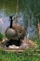 Canada goose with eggs in nest, Boise, Idaho.