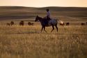 Rancher Buck Holmes riding a horse looking after his cattle in Wyoming.