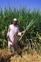 Harvesting sugar cane in Southern India.
