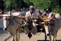 Indian man at Aurangabad with team of oxen.