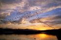 Geese fly at sunset in Idaho along the Snake River.