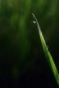 Dew on a blade of grass.