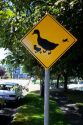 A traffic sign warning of duck crossing.