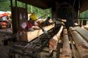 Sawyer cutting logs at a lumber mill in Argentina.