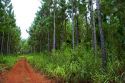 Pine tree plantation in Argentina.