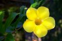 The yellow flower of an allamanda plant on the island of Tahiti.