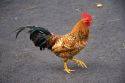 A rooster in the street at Papeete on the island of Tahiti.