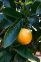 Orange tree with fruit growing in Old Town, San Diego, California.