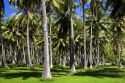 A coconut palm tree grove on the island of Moorea.