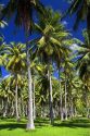 A grove of coconut palm trees on the island of Moorea.