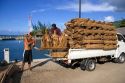 Palm frond thatch used for roofing on traditional buidings being loaded onto a truck on the island of Moorea.