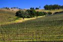 Vineyard near Santa Maria, California.