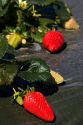 Rows of strawberries growing on plastic mulch in Santa Maria, California.