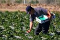 Migrant farm worker picks strawberries growing on plastic mulch in Santa Maria, California.