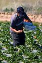 Migrant farm worker picks ripe strawberries growing on plastic mulch in Santa Maria, California.