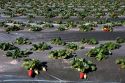 Rows of strawberries growing on plastic mulch in Santa Maria, California.