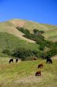 Cattle graze on rolling green hills near San Louis Obispo, California.
