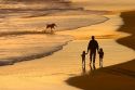 Father and children holding hands and dog fetching a stick on the beach at sunset in Santa Cruz, California.