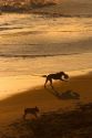 Dogs fetch and play on the beach at sunset in Santa Cruz, California.