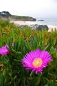 The flower of an ice plant on the California coast.