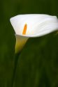 A white calla lily in Monterey, California.