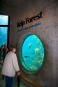 Kelp forest display at the Monterey Bay Aquarium in Monterey, California.