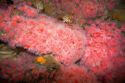 Colorful coral display with sea creatures at the Monterey Bay Aquarium in Monterey, California.