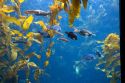 Kelp forest display at the Monterey Bay Aquarium in Monterey, California.