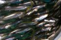 Anchovies on display at the Monterey Bay Aquarium in Monterey, California.