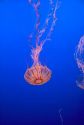 Jellyfish display at the Monterey Bay Aquarium in Monterey, California.