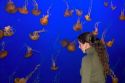 Jellyfish display at the Monterey Bay Aquarium in Monterey, California.