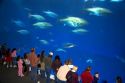 Tuna display at the Monterey Bay Aquarium in Monterey, California.