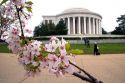 Thomas Jefferson Memorial with cherry blossoms in Washington, D.C.