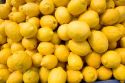 Lemons on display at a fruit stand in Morgan Hill, California.