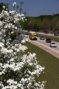 Dogwood tree in bloom along I-40 south of Raleigh, North Carolina.