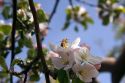 Honey bee on an apple blossom in Idaho.