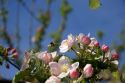 Honey bee and apple blossoms in Idaho.