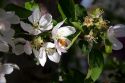 Honey bee on apple blossoms in Idaho.