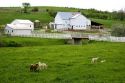 Sheep in the grass on a farm near Berlin, Ohio.