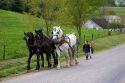 Work horse and amish girls near Berlin, Ohio.