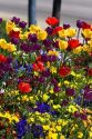 A flower bed full of tulips and pansies.