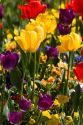 A flower garden full of tulips and pansies.