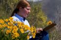 Woman examines yellow balsam root wildflower.