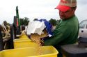 A farmer loading soy bean seeds into a planter in the east central delta region of Arkansas.